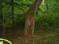 Жабка з panoramio.com