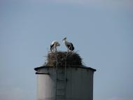 Правобережна Сокілка з panoramio.com