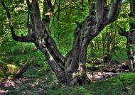 Оноківці з panoramio.com