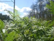 Червоний Цвіт з panoramio.com