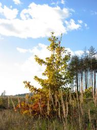 Глядин з panoramio.com