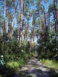 Тарасенки з panoramio.com - Тарасенки