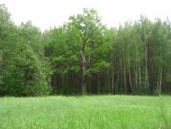 Рудня-Городищенська з panoramio.com