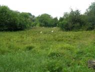 Шевченкове з panoramio.com