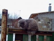 Рай-Оленівка з panoramio.com