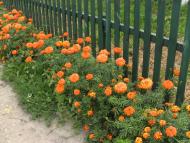 Великі Коровинці з panoramio.com