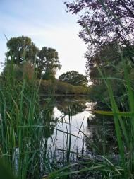 Самусіївка з panoramio.com