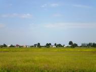 Кунин з panoramio.com