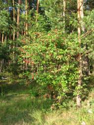 Шами з panoramio.com