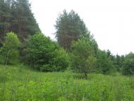 Нова Січ з panoramio.com