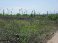 Лопаскине з panoramio.com