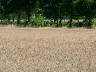 Путрівка з panoramio.com