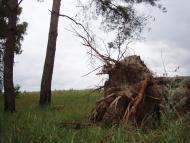 Віленька з panoramio.com