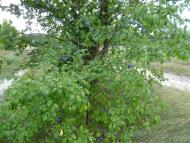 Мареничі з panoramio.com