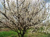 Сєверний з panoramio.com