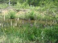 Білотин з panoramio.com