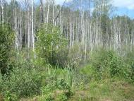 Купине з panoramio.com