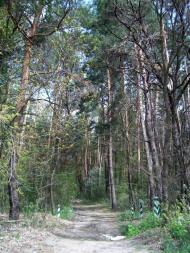 Вишняки з panoramio.com