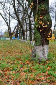 Веселинівка з panoramio.com