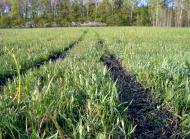 Улянівка з panoramio.com