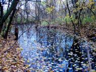 Вишневе з panoramio.com