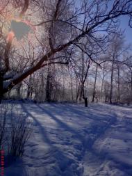 Кустолові Кущі з panoramio.com