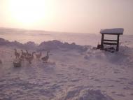 Ріпна з panoramio.com