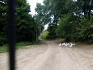 Карбівське з panoramio.com