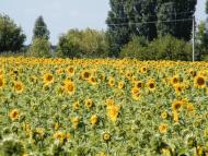 Пологи-Яненки з panoramio.com