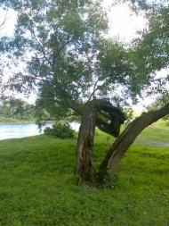 Чернацьке з panoramio.com