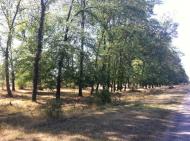 Садове з panoramio.com