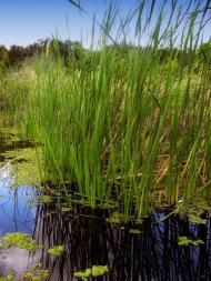 Шелудьківка з panoramio.com