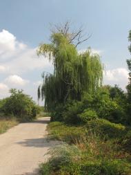 Новоіванівське з panoramio.com