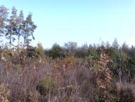 Вишняки з panoramio.com - Вишняки
