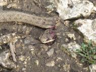 Бабин з panoramio.com