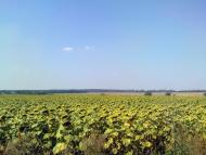 Тишківка з panoramio.com