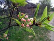 Вільхова з panoramio.com