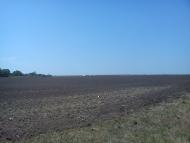 Каштанове з panoramio.com