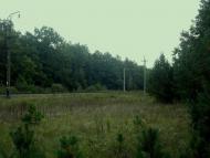 Цвітоха з panoramio.com