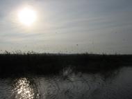 Боремель з panoramio.com