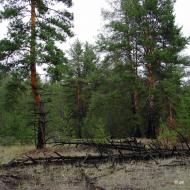 Новотроїцьке з panoramio.com