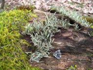 Кротошин з panoramio.com