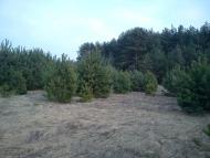 Арламівська Воля з panoramio.com