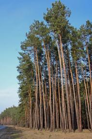 Металівка з panoramio.com