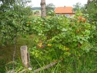 Пилипи з panoramio.com