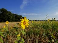 Золота Поляна з panoramio.com