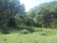 Каштанове з panoramio.com