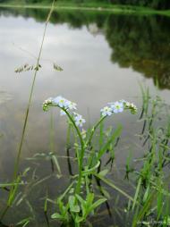 Федорівка з panoramio.com