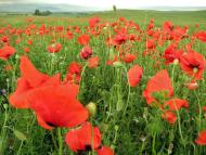 Лазарівка з panoramio.com