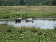 Вільхове з panoramio.com